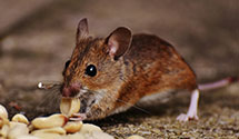 24 Hour & Emergency Exterminators in Jacobs, TX